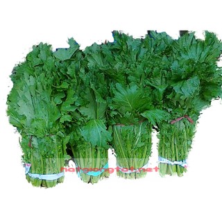 Hạt giống rau cải mèo
