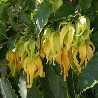 BẦU CÂY GIỐNG HOA DẺ THƠM