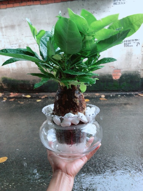 Chậu Kim Ngân Trồng Thuỷ Sinh