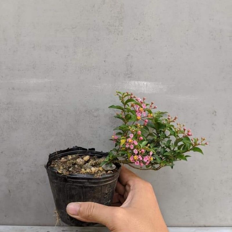 Hồng ngọc mai mini (set bán cạn)