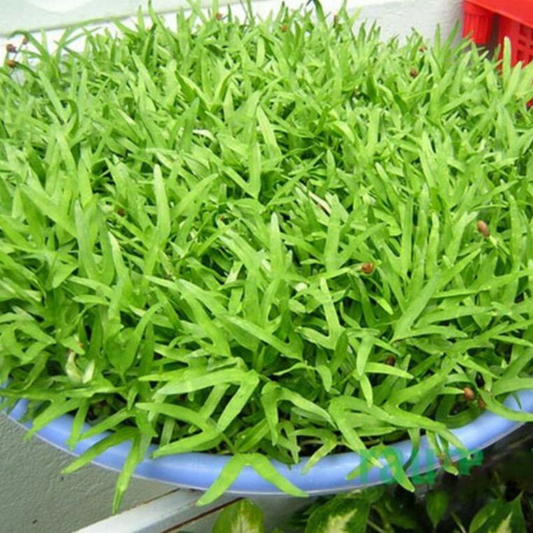 hạt giống rau muống mầm đài loan 50gr , nảy mầm 99%