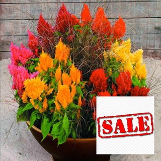 Gói 100 hạt giống hoa mào gà thấn thấp nhiều màu ra hoa quanh năm SALE