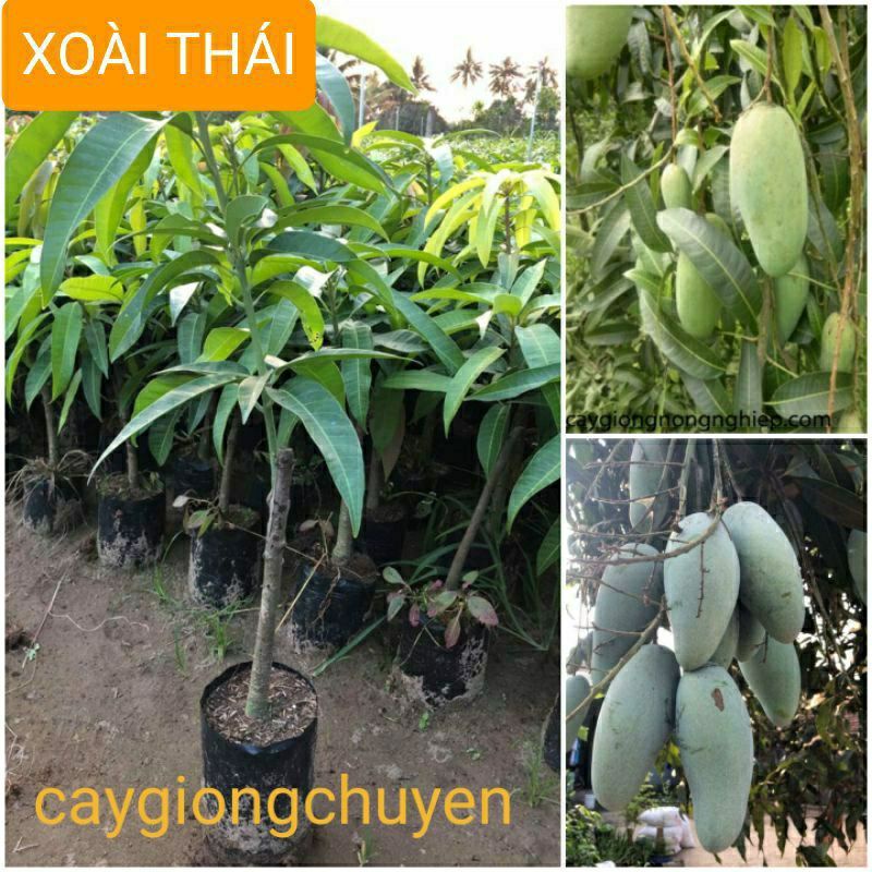 Xoài Thái
