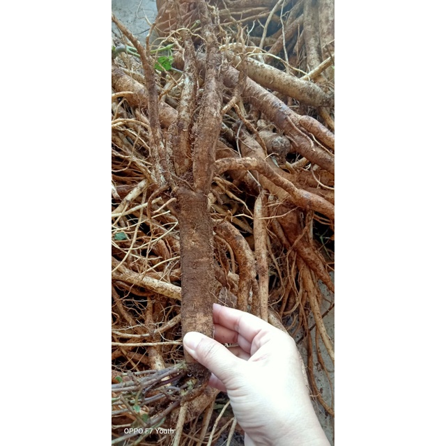 Sâm dây Ngọc Linh - Hàng 5 - 6 củ | 1kg