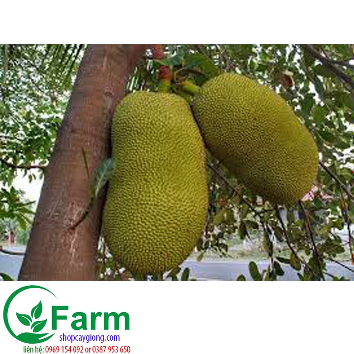 Cây mít nghệ tứ quý