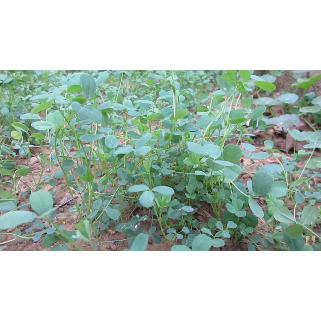 Hạt cỏ chăn nuôi ALFALFA 1kg