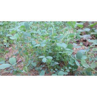 Hạt cỏ chăn nuôi alfalfa 1kg