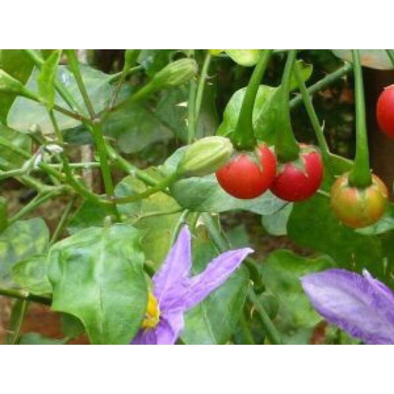 Cà Gai Leo Hàng Loại 1 [ Cam Kết Xạch Thơm Mới ] Bảo vệ lá gan của bạn hàng ngày hiệu quả 1KG