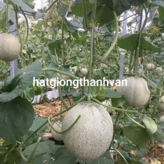 20 HẠT DƯA LƯỚI