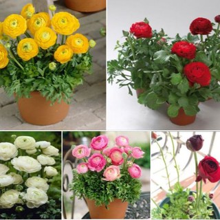 Bộ 5 củ hoa hồng mao lương. tím cam trắng hồng vàng ( kèm 5 viên nén ươm củ )