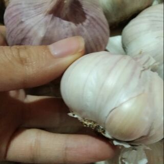 1kg tỏi hưng yên nhiều nhánh