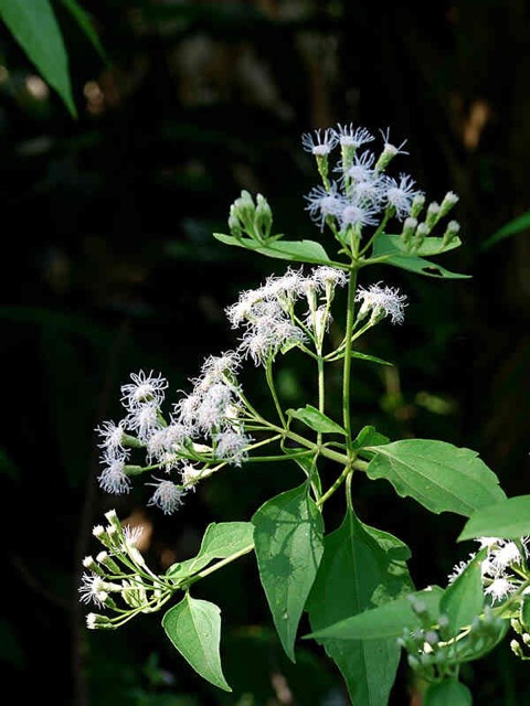 100g cỏ Lào  tươi