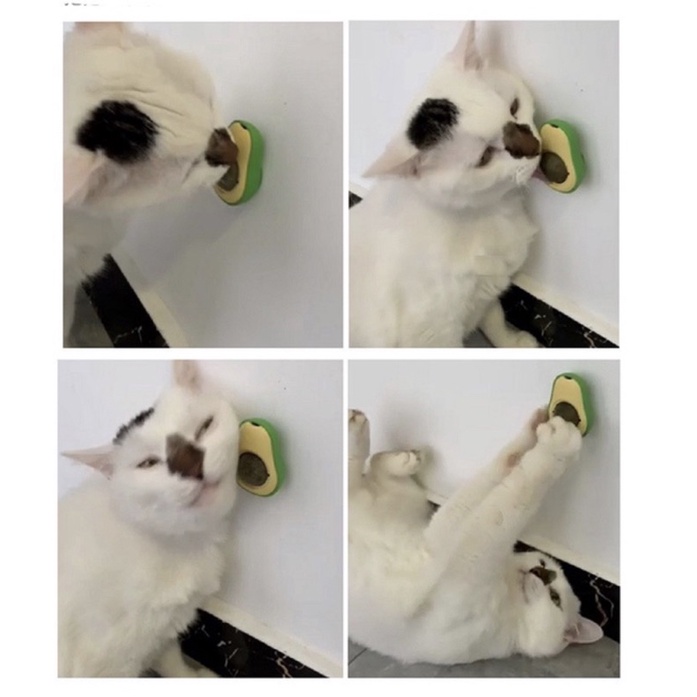 Cỏ mèo Bạc Hà - Trái bơ dán tường