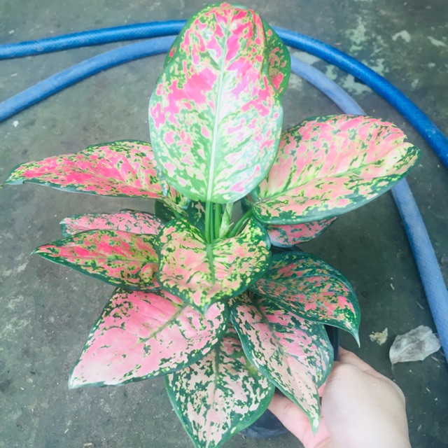 CÂY VẠN LỘC
