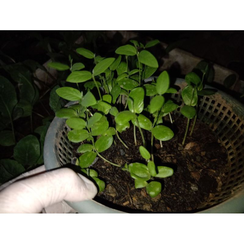 1kg Giá thể gieo hạt Sạch Nhiều Dinh Dưỡng