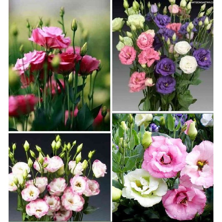 Hạt giống Hoa Cát Tường mix nhiều màu gói 5 hạt