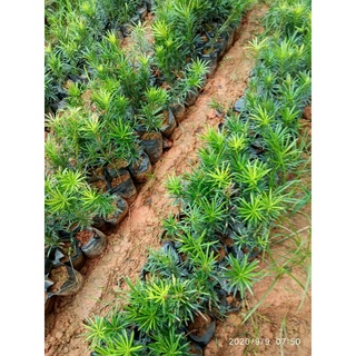 cây giống tùng la hán bonsai