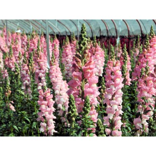 100 HẠT GIỐNG HOA MÕM SÓI