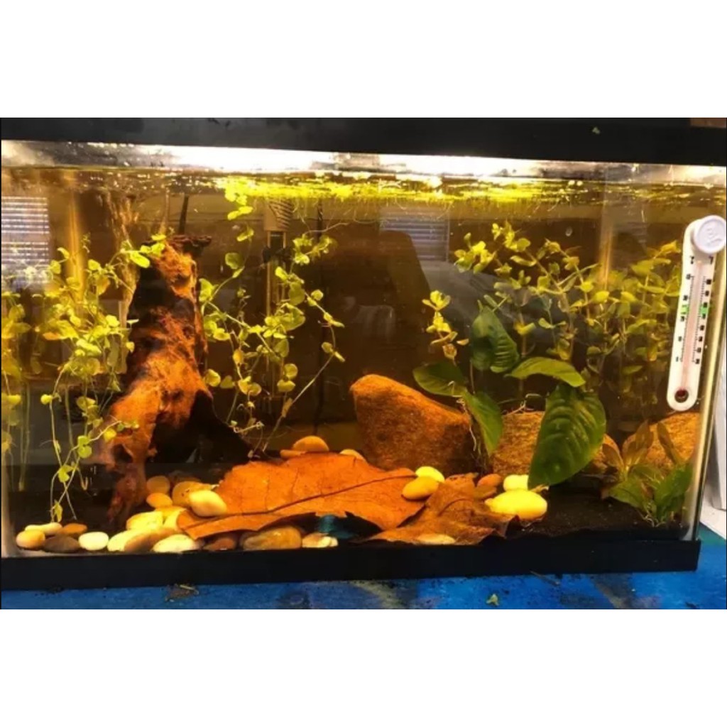 15 lá bàng khô thuỷ sinh cho hồ cá