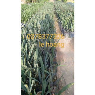 Kè bạc cây giống