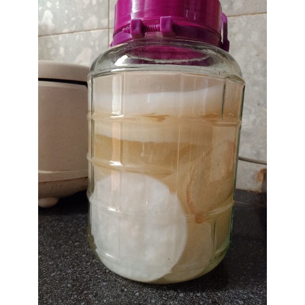 Con giấm nuôi loại dày lớn