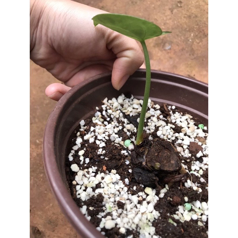 Chậu cứng môn tim- Anthurium clarin.ervium