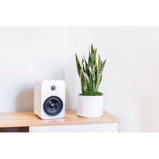 💗FREESHIP💗 Cây Lưỡi Hổ Phong Thủy, Cây Văn Phòng Để Bàn Làm Việc Làm Quà Tặng ( 25 June Decor )