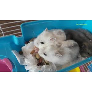 20g sâu khô lớn nhỏ dinh dưỡng thơm ngon cho Hamster-Rat-Đuôi Mập