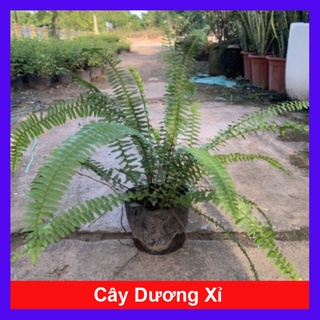 Cây Dương Xỉ - cây cảnh để bàn - caykiengsadec