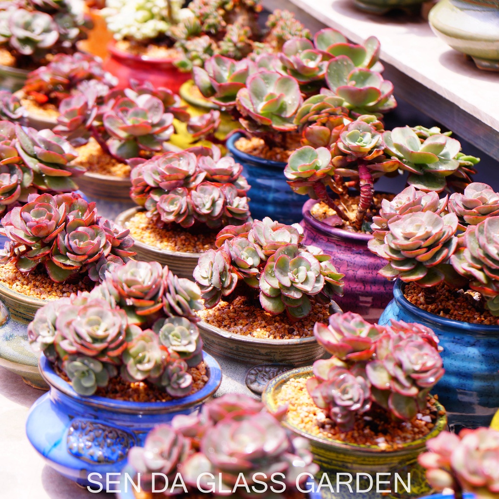 Sen đá Bắp Cải  Suyon Gốc Thụ nhiều đầu, trồng chậu gốm Hàn Quốc - Bao Khỏe- Thuần khí hậu Đà Lạt - Lỗi 1 đổi 1