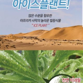 Pure white tone-up cream 30g