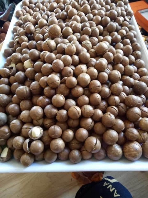 Hạt macca đắc lắc sấy khô tách kẽ loại 1