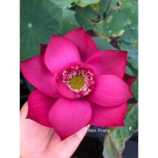 Củ sen Superlotus 14B