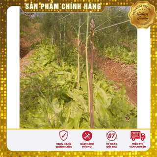 Hạt Giống Măng Tây Tím 10 hạt