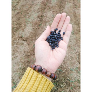 Hạt đậu đen 1kg