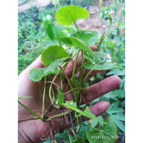 Rau má rễ trần 20 cây