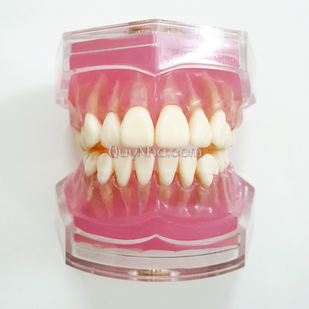 Mô hình rút răng thực hành nha khoa