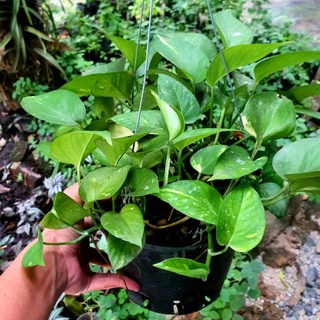 Chậu cây trầu bà vàng