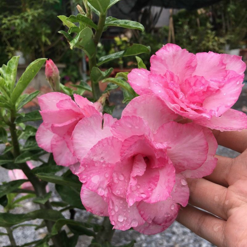 Cây Sứ Kỳ Duyên