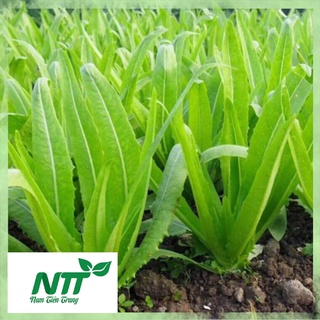 Hạt giống Xà Lách Nhọn