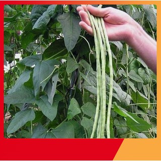 Hạt Giống Đậu Đũa