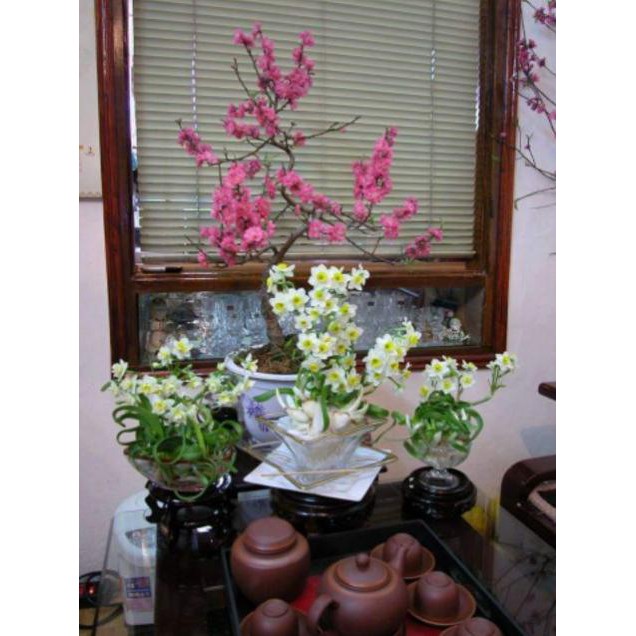 Củ giống hoa thủy tiên