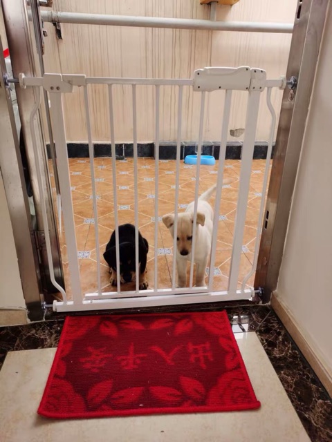 Chặn cửa cầu thang bảo vệ an toàn cho trẻ nhỏ, thú cưng