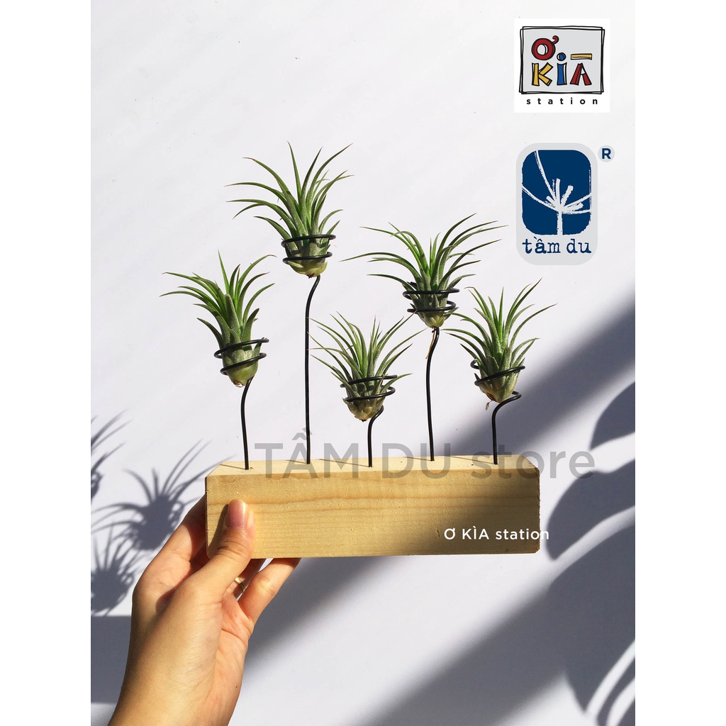 Đế gỗ chữ nhật ngang có lò xo để cây không khí