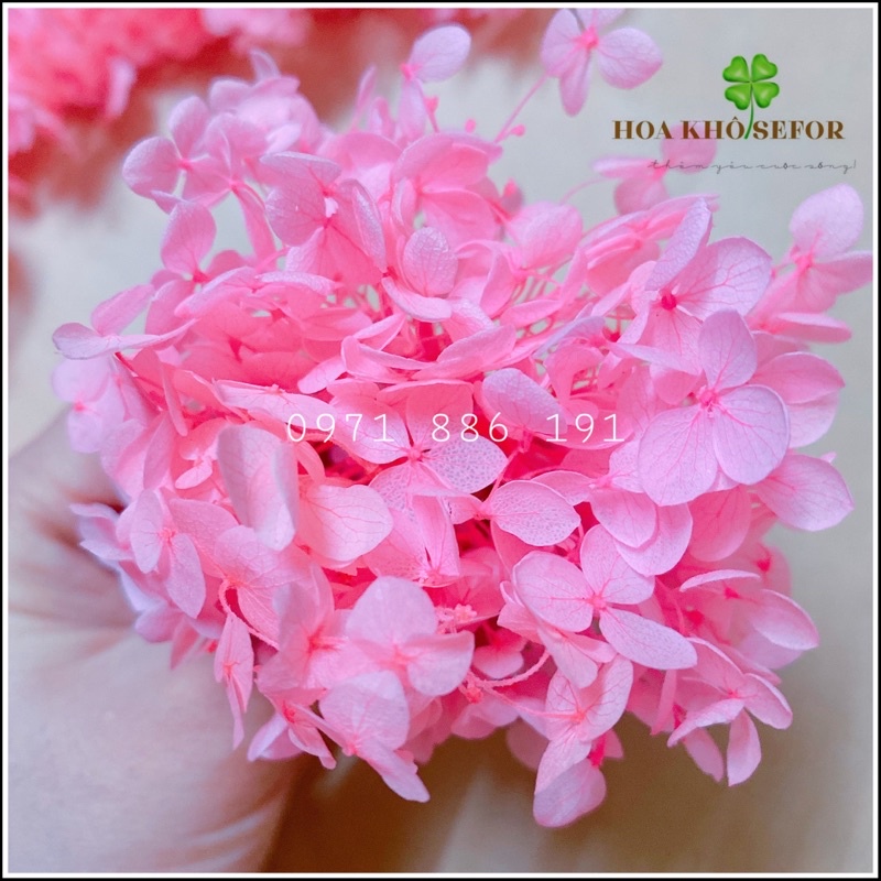 Hoa khô Cẩm Tú Cầu hồng ngọc, trang trí handmade, nail