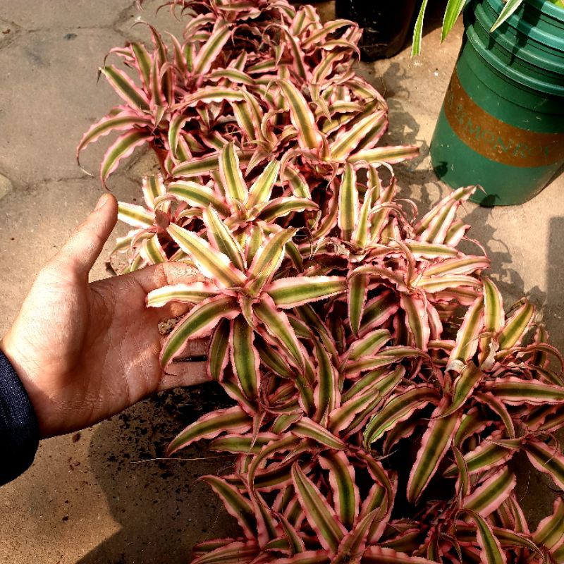 Dứa tiểu phụng hồng