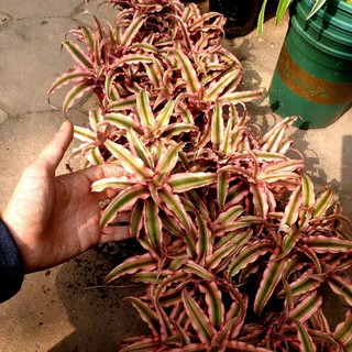 dứa tiểu phụng hồng