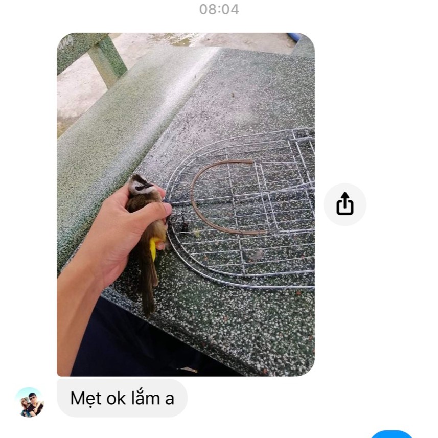 Mẹt bẫy chim treo cây và dưới đất bẫy chòe, chào mào,....