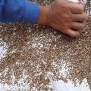 Bột hạt mùi tía