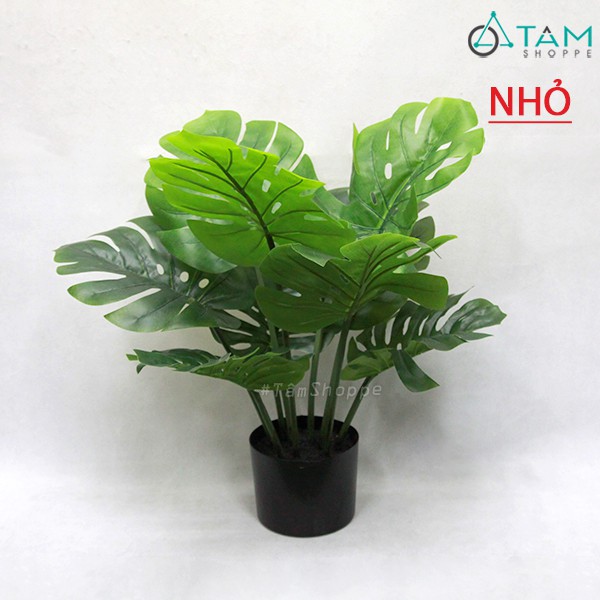 [CAO CẤP - Y THẬT] Cây Monstera trầu bà lá rùa xẻ giả loại 01 F-CHGL-11 SIZE NHỎ VÀ TRUNG